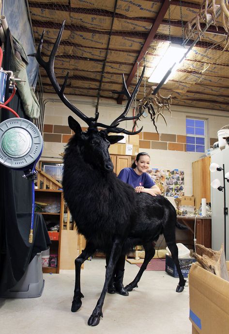 Weird City Taxidermy — Have I not posted photos of this guy here yet?... Megaloceros Giganteus, Bühnen Design, Taxidermy Decor, Animal Taxidermy, Red Stag, Baba Jaga, Black Deer, Taxidermy Art, Taxidermy Mounts