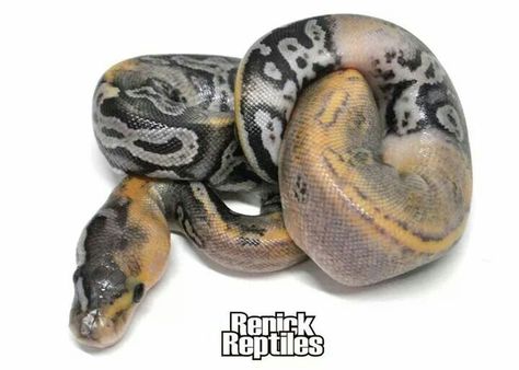 This is one awesome ball python Iguanas, Nature, Paradox Ball Python, Ball Python Pet, Python Royal, Ball Python Care, Dream Snake, Snake Enclosure, Danger Noodles