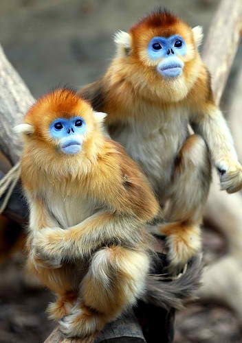 Blue faced Monkeys Monkeys, Snub Nosed Monkey, Blue