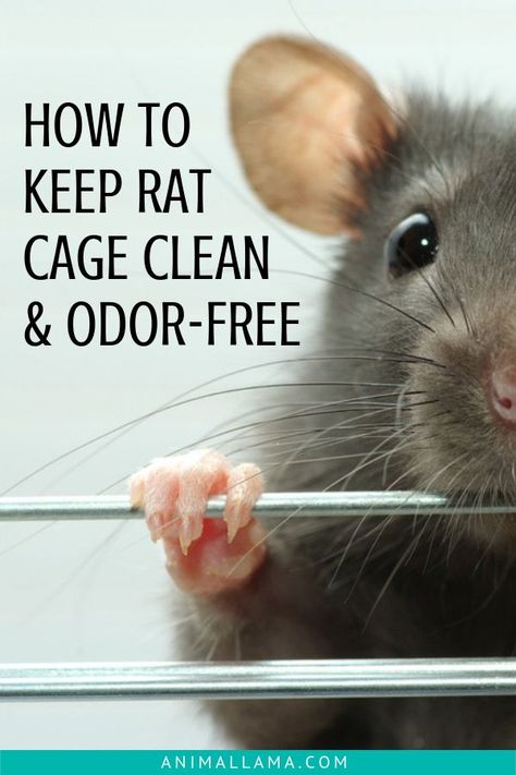 Pet Rat Cages, Rattus Rattus, Rat Care, Rat Cage Accessories, Mouse Cage, Roach Killer, Pet Rodents, Dumbo Rat, Rat Poison