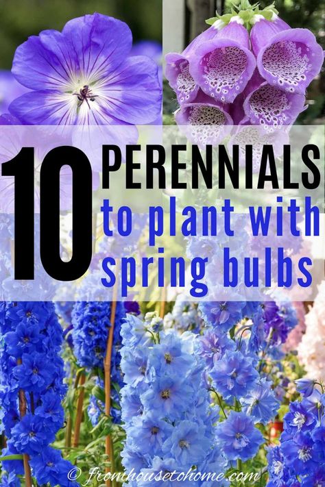 Purple and Blue spring perennials for part shade | Blue and White Garden Bulb Bed Ideas, Daffodil Companion Plants, Bulb Planting Ideas, Bulb Garden Design Layout, Bulbs To Plant In Spring, Bulbs Garden Design, Blue And White Garden, Part Shade Perennials, Spring Bulbs Garden