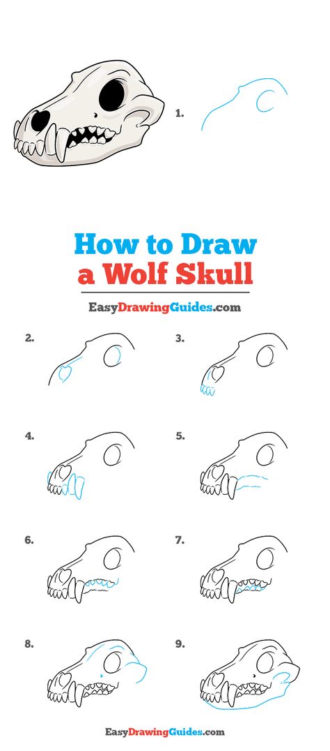 How to Draw a Wolf Skull - Really Easy Drawing Tutorial Wolf Bones Drawing, How To Draw A Wolf Step By Step Easy, How To Draw Animal Skulls, Wolf Skull Sketch, Skull Drawing Tutorial Step By Step, How To Draw A Wolf Step By Step, How To Draw A Body Easy Step By Step, How To Draw A Skull Step By Step Easy, Skull Wolf Art