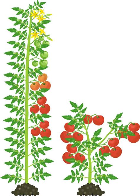 Tiny Tomatoes: 31 Cherry & Grape Tomato Varieties to Grow This Year Prune Tomato Plants, Growing Tomatoes In Pots, Growing Cherry Tomatoes, Tomatoes In Pots, Watering Tomatoes, Growing Tomatoes Indoors, Tomato Pruning, Determinate Tomatoes, Tomato Seedlings