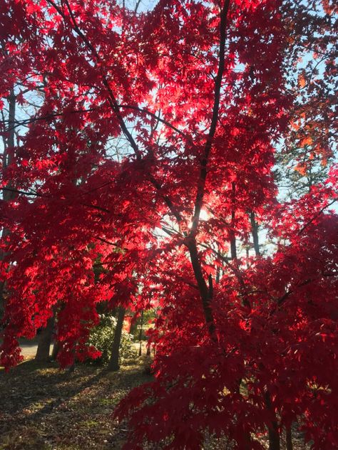 Canada Autumn Aesthetic, Maple Trees Aesthetic, Dark Red Autumn Aesthetic, September Fall Aesthetic, Autumn Red Aesthetic, Fall Red Aesthetic, Red Tree Aesthetic, Maple Tree Aesthetic, Red Aesthetic Fall