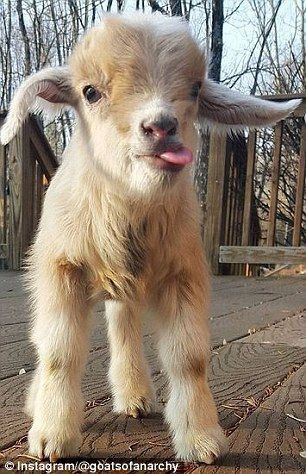 Just Pinned to Animals: Online stars: Her Instagram account Goats of Anarchy where she shares pictures of nuzzling creatures pigs and goats snuggling and goats in baby bouncers is hugely popular http://ift.tt/2mBbZ6n Baby Goats, Regnul Animal, Cele Mai Drăguțe Animale, Cute Goats, Animale Rare, Baby Animals Funny, Cute Animal Pictures, Cute Creatures, Cute Little Animals