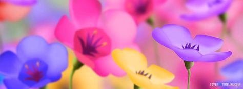 Pictures Of Spring Flowers, Fb Background, Cool Facebook Covers, Twitter Cover Photo, Covers Facebook, Fb Timeline Cover, Background Cover, Timeline Cover Photos, Beautiful Facebook Cover Photos
