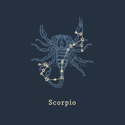 Zodiac Scorpio Aesthetic, Scorpio Astrology Art, Scorpio Zodiac Illustration, Scorpio Zodiac Aesthetic, Constellations Drawing, Capricorn Zodiac Sign Symbol, Constellation Scorpion, Scorpion Constellation, Scorpio Illustration