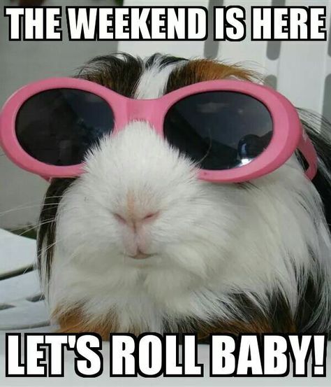 The Weekend Is Here, Let's Roll Baby! Humour, Funny Weekend Memes, Saturday Memes, Saturday Morning Quotes, Saturday Pictures, Saturday Humor, Saturday Quotes, Morning Memes, Good Morning Saturday