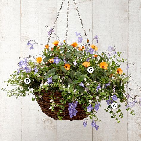 streptocarpella, bacopa and osteospermum hanging basket Double Impatiens, Hanging Flower Baskets, Fragrant Plant, Trailing Plants, Garden Containers, Hanging Flowers, Easy Plants, Plant Combinations, Hanging Garden