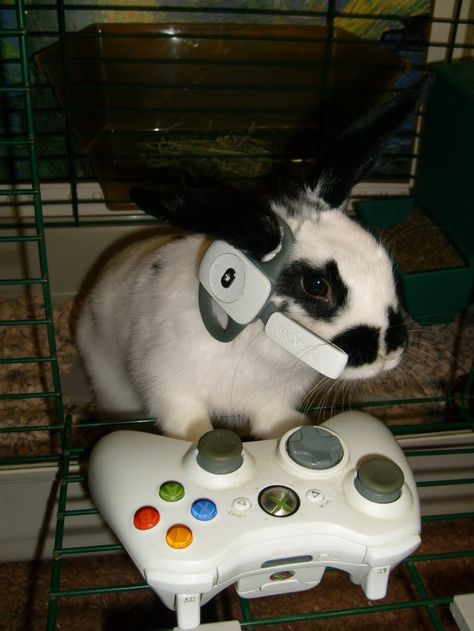 Are Fierce Gamers | Community Post: 18 More Surprising Things That Bunnies Do Pet Bunny Rabbits, Cute Bunny Pictures, Bunny Mom, Fluffy Bunny, Video Game Memes, Pet Bunny, Bunny Pictures, Bunny Lovers