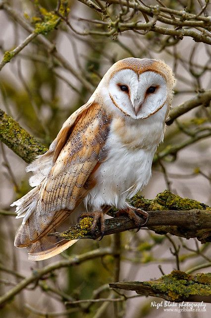 Owl Photos, Owl Pictures, Beautiful Owl, Owl Bird, Airbrush Art, Owl Art, Barn Owl, Pretty Birds, Birds Of Prey