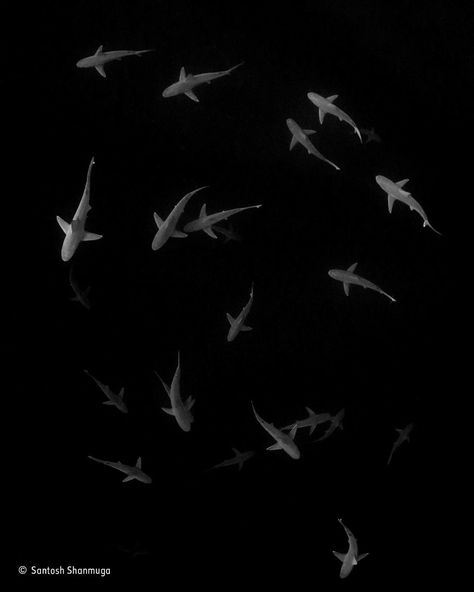 'A Whorl Of Sharks' By Esantosh Shanmuga, USA, Black And White Finalist Oahu Hawaii, Underwater Photography, Photo To Art, Underwater Photographer, Out Of The Dark, Artistic Pictures, Wildlife Photographer, White Sharks, Sealife