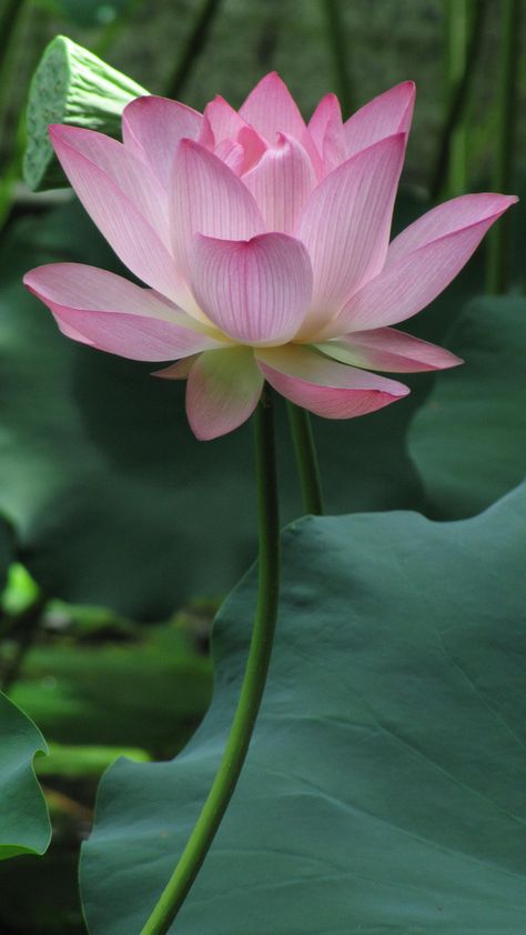 Sacred Lotus: Nelumbo nucifera [Family: Nelumbonaceae] - Flickr - Photo Sharing! Rhodes Scholarship, Lotus Images, Lotus Flower Images, Lotus Image, Lotus Shape, Lotus Flower Pictures, Nelumbo Nucifera, Sacred Lotus, Lily Lotus