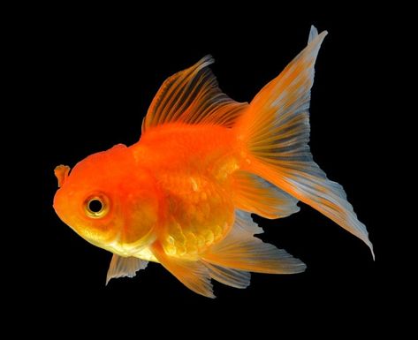 Funny Animal Videos, Goldfish, Aesthetic Pets, Fish Aesthetic, Fish Png, Fish Ideas, Photo Gold, Gold Fish, Animal Videos