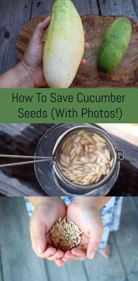 How To Save Cucumber Seeds (With Photos!) Permaculture, Cucumber Seeds Saving, How To Harvest Seeds From Vegetables, What To Make With Cucumbers From The Garden, Harvesting Cucumber Seeds, How To Save Cucumber Seeds, How To Save Tomato Seeds, Harvesting Seeds From Vegetables, Saving Cucumber Seeds