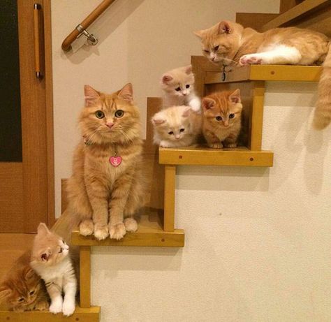 Kitteh Family Pic Hilarious Memes, Gatos Cool, Söt Katt, Meme Gato, Photo Chat, Mama Cat, 웃긴 사진, Cat Family, Ginger Cats