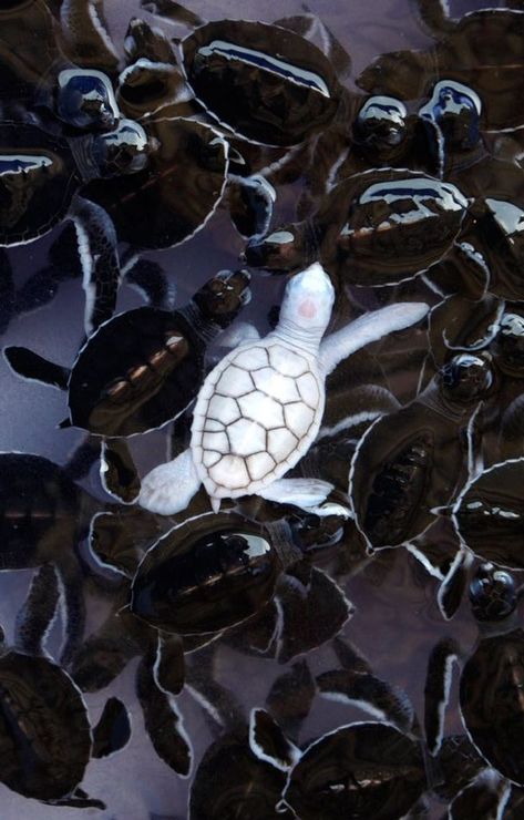 23 Albino Animals That Look Like They’re From Another Planet / Bright Side Rare Animals, Rare Albino Animals, Animals Crossing, Albino Animals, Animals Amazing, Animale Rare, Young Animal, Unusual Animals, Baby Turtles