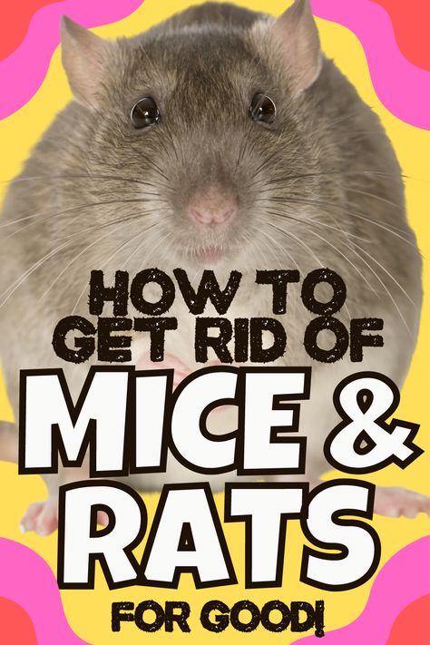 How to Get Rid of Rats an Mice rodent repellent diy Home Remedies For Mice, Rodent Repellent Plants, Natural Rat Repellent, Diy Mice Repellent, Get Rid Of Rats, How To Deter Mice, Repellent Diy, Rat Repellent, Rats And Mice