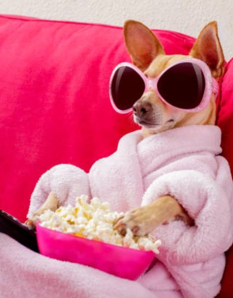 Popcorn is one of the most popular snacks eaten at home. Therefore, it begs the question, can dogs eat popcorn? Is it safe for our four-legged companions? Funny Dog Pictures, Popcorn Meme, Eating Popcorn, Healthy Dog Treats Homemade, Dog Items, Can Dogs Eat, Older Dogs, Dog Parents, Cute Funny Dogs