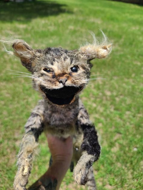 Taxidermy fails, hilarious animals, scary animals, funny cat faces, weird cats, weird animals, art fail, crap taxidermy, bad taxidermy projects Funny Celebrities, Funny Taxidermy, Bad Taxidermy, Funny Celebrity Pics, Funniest Pics, Pet Cemetery, Scary Cat, Scary Animals, Cat Faces