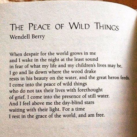 Poems About Learning, Earth Vibes, Favorite Poems, Nature Therapy, Behind Blue Eyes, S Quote, Poetry Words, Poem Quotes, Wild Things