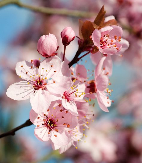 Flowering Plum Tree, Plum Tree, In Full Bloom, So Sweet, Last Night, Cherry Blossom, Plum, Right Now, Blossom