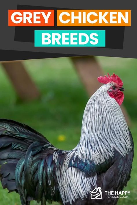 This is an extensive list of grey chicken breeds. You will learn what features make them grey and how they can come in other popular colors. Breed Chickens, Lavender Chicken, Chicken Raising, Blue Chicken, Black Chickens, Selective Breeding, Beautiful Chickens, Green Acres, American Games