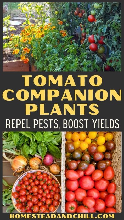 Wondering what to plant with tomatoes? Try these tomato companion plants! This post will teach you about the best tomato companion plants, including their unique benefits for natural garden pest control and increased yields! Also get garden layout tips on how to companion plant (aka interplant or intercrop) tomatoes with herbs, flowers and vegetables in your raised garden beds or containers. Finally, learn what plants NOT to plant with tomatoes (what crops don't grow well with them). Potted Tomato Plants Patio, Planting A Raised Bed Vegetable Garden, What To Plant Together In Garden, What Veggies To Plant Together, Herb Garden Outdoor Raised Beds, Companion Planting Chart Raised Beds, Raised Tomato Beds, Veggies To Plant Together, Tomato Companion Planting