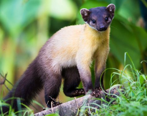 The yellow-throated marten is a fearless animal with no natural predators, because of its powerful build, its bright coloration and unpleasant odor. It shows little fear of humans or dogs, and is easily tamed. Otters, Climb Trees, Wildlife Sanctuary, Weird Animals, Animals Of The World, Animal Wallpaper, Indigenous Peoples, Ferret, Woodland Animals