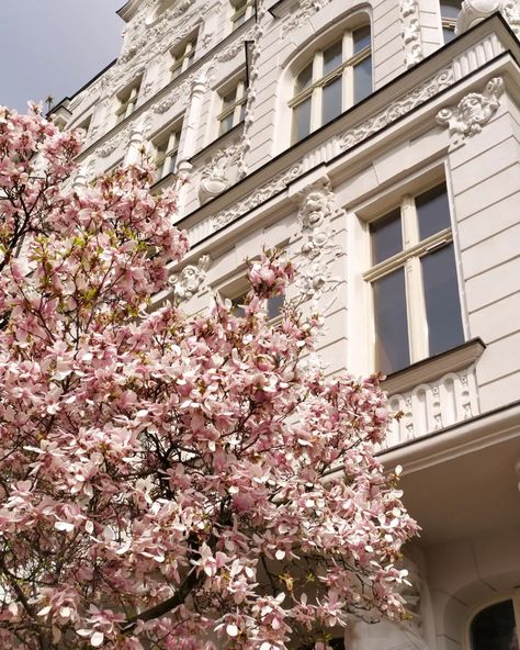 Light Academia Building, Pink Lock Screen Wallpaper, Pink Academia Aesthetic, Cherry Blossom Aesthetic, Pink Cute Aesthetic, Blossom Aesthetic, Architecture White, Pink Academia, Light Academia Aesthetic