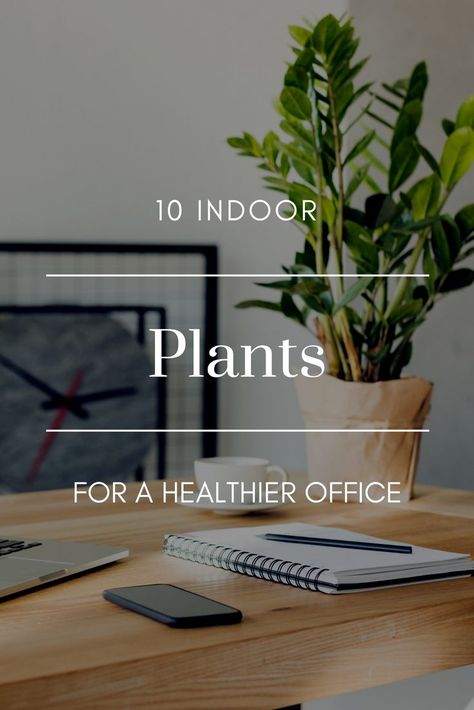 Brighten your office space AND add a healthier atmosphere with these 10 plants Plant Office Decor, Best Office Plants, Plants Vs Zombies Birthday Party, Healthy Office, Plant Doodle, Cool Office Space, Apartment Plants, Balcony Plants, Inside Plants