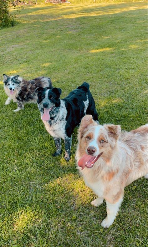 Nature, Pigs On Farm, Aussie Farm Aesthetic, Country Dog Aesthetic, Dogs On Farm, Aesthetic Farm Pictures, Farm Dogs Aesthetic, Cattle Farm Aesthetic, Living On A Farm Aesthetic