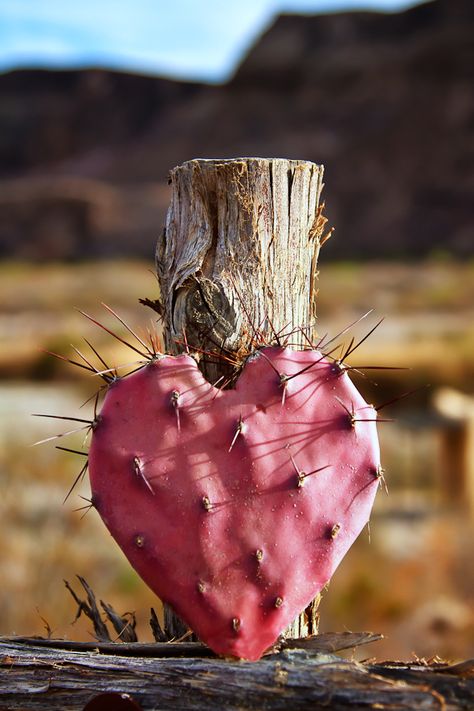 Anne McKinnell Heart In Nature, I Love Heart, My Funny Valentine, Airbrush Art, Prickly Pear, Happy Heart, Cactus And Succulents, Desert Rose, Hearts Desire