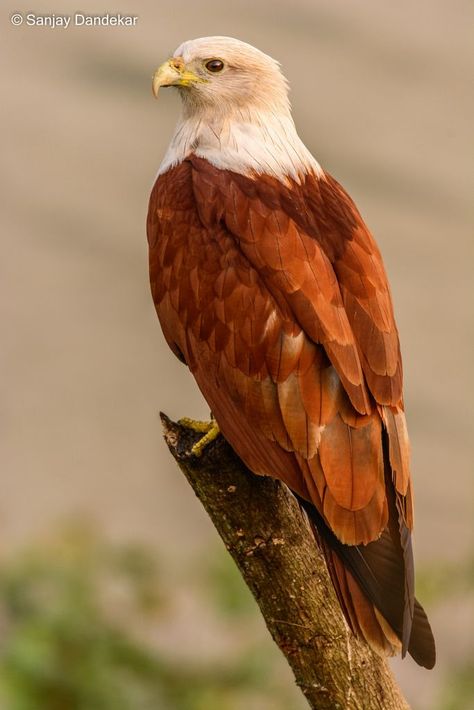 Brahminy Kite (Haliastur indus) also known as the Red-backed Sea-Eagle in Australia, is a medium-sized bird of prey. Hawk Aesthetic, Hawk Wallpaper, Wallpaper Animals, Hawk Bird, Tattoo Bird, Sea Eagle, Bird Quotes, Bird Of Prey, Bird Tattoo