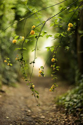 130/365 | explored #39 - thanks guys! | Louise | Flickr Affordable Landscaping, शटर स्पीड, Flowers Hanging, Landscaping Business, Blur Background Photography, Blur Photo Background, Love Background Images, Image Nature, New Background Images