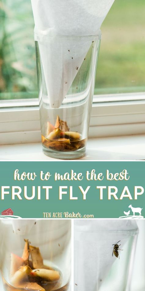 Best Fruit Fly Trap, Fruit Fly Catcher, Fruit Fly Killer, Fruit Flies In House, Gnat Trap, Fruit Fly Trap Diy, Housekeeping Hacks, Homestead Diy, Get Rid Of Fruit Flies