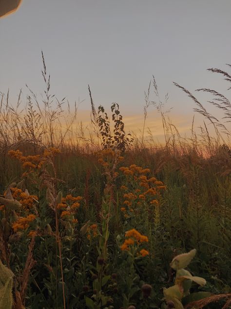 Fall Aestethic Pictures, September Athstetic, Bonito, Fall Summer Aesthetic, Fall Sunsets Autumn, Fall Sunrise Aesthetic, Spring Autumn Aesthetic, Autumn Summer Aesthetic, Summer To Autumn Aesthetic