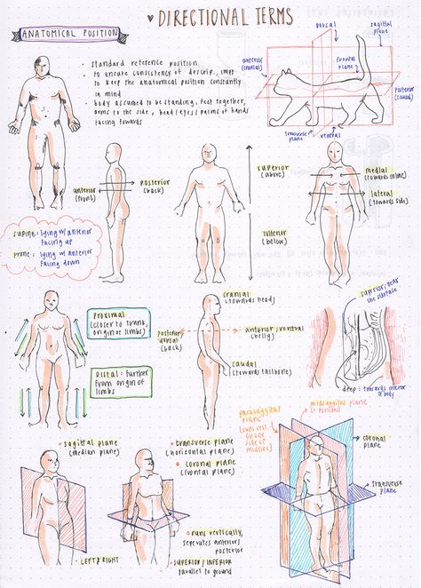 [09.04.16] some directional terms for anatomy ….all these terms are confusing me haha {6/100 days of productivity} Biology Lessons, Radiology Student, Basic Anatomy And Physiology, Nurse Study Notes, Medicine Notes, Medical Student Study, Nursing School Survival, Medical School Inspiration, Nursing School Studying