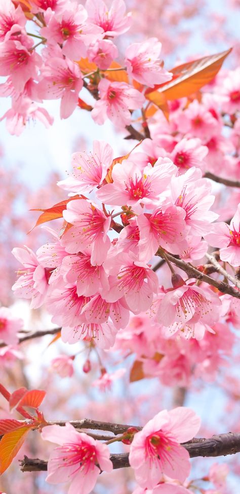 Cherry Blossom Wallpaper Iphone, Best Flower Wallpaper, Hd Flowers, Blossom Wallpaper, Wallpaper Spring, Cherry Blossom Wallpaper, Cherry Blossom Branch, Spring Roses, Sakura Tree
