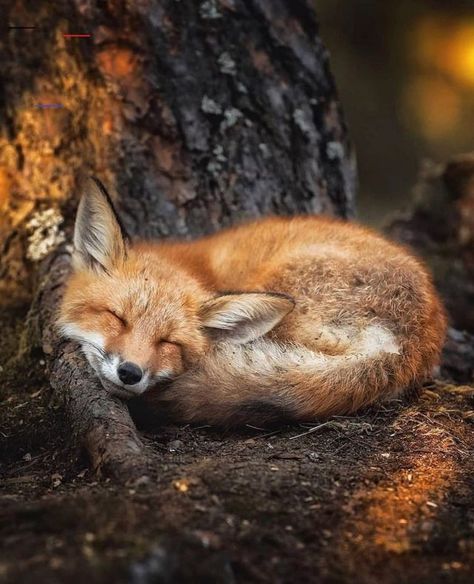 Moody Nature — itsloriel: Finland on Instagram Tattoo Fe, Animal Photography Wildlife, Real Life Fairies, Male Witch, Photo Animaliere, Mini Amigurumi, Fox Nursery, Hedgehog Pet, Woodland Animal Prints