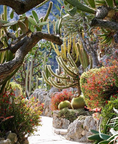 Palm Springs Garden, Arizona Backyard, Succulent Garden Landscape, Gravel Landscaping, Succulent Landscape Design, Desert Botanical Garden, California Garden, Pool Landscape Design, Dry Garden