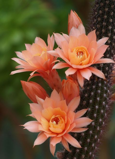 Cactus Pictures, Cactus Planta, Blooming Cactus, Cactus Blossoms, Desert Flowers, Succulent Gardening, Wonderful Flowers, Unusual Plants, Unusual Flowers