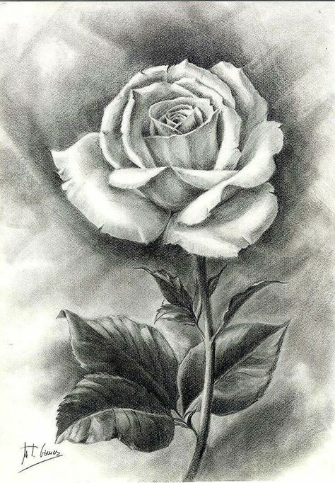 Flower Sketch Pencil, Realistic Flower Drawing, Beautiful Pencil Drawings, Pencil Drawings Of Flowers, Pencil Sketch Images, Realistic Pencil Drawings, Nature Art Drawings, Cool Pencil Drawings, Flower Art Drawing