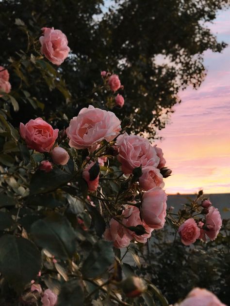 flowers during sunset in the garden Nature, Melike Core, Easy Crochet Rose, Rosé Aesthetic, Nothing But Flowers, Spring Wallpaper, Flower Therapy, City Garden, Fashion Wall Art