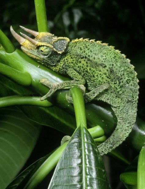 Jackson's Chameleon or Three-horned Chameleon (Trioceros jacksonii) is an African chameleon belonging to the chameleon family (Chamaeleonidae). They are native to the humid, cooler regions of Kenya and Tanzania, East Africa, found in great numbers at altitudes over 3,000 m. Chameleons, Lizards, Iguanas, Reptiles And Amphibians, Jackson Chameleon, Chameleon Lizard, Beautiful Bugs, Praying Mantis, Cyberpunk Character