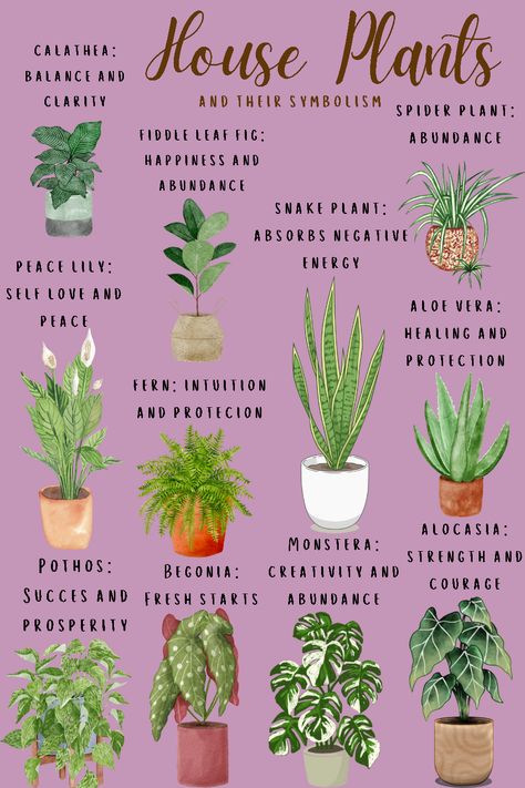 Plants And Spirituality, Plants That Help Clean The Air, Best Plants To Have In Your Home, The Best House Plants, Plants For Good Energy Home, Different Plants And Their Meanings, Indoor Plants No Light, Plants To Have In Your Home, House Plant Symbolism