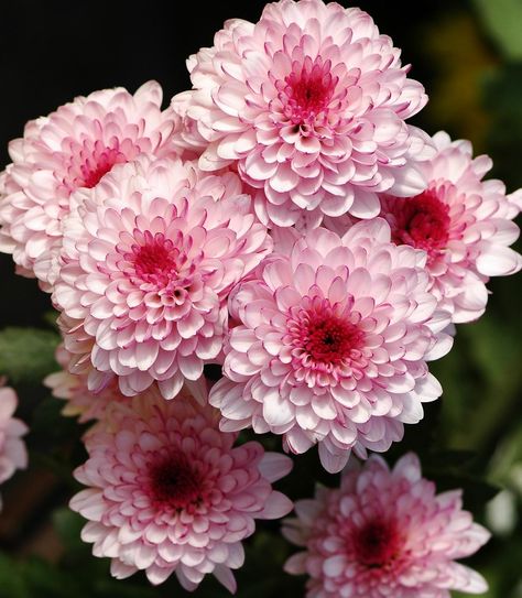 Chrysanthemum Aesthetic, Crysanthemum Flower, Shade Plants Perennial, Perennial Garden Ideas, Chrysanthemum Bouquet, Flower Identification, Birth Flower Tattoos, Cut Flower Garden, Chrysanthemum Flower