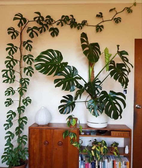 Plant Benefits, Inside Plants, Decoration Plante, Plant Decor Indoor, Bedroom Plants, Monstera Plant, Office Plants, Room With Plants, Cactus Y Suculentas