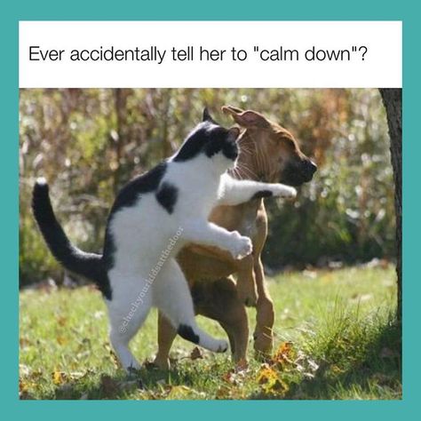 Photo by Made You Smile on August 01, 2020. Image may contain: text that says 'Ever accidentally tell her to "calm down"?' Crazy Cat Lady, Funny Animal Pictures, Ninja Cats, Funny Cats And Dogs, Funny Bunnies, Calm Down, Tell Her, Best Relationship, 귀여운 동물