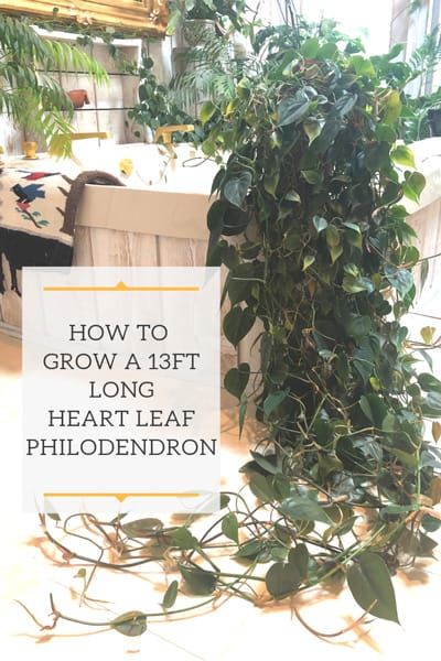 Growing Philodendron Scandens or Heart Leaf Philodendron Long Hanging Plants Indoor, Heart Leaf Philodendron Care, Hanging Philodendron, Houseplant Propagation, Industrial Coffee Shop, Easy Houseplants, Floral Aesthetics, Philodendron Care, Philodendron Scandens